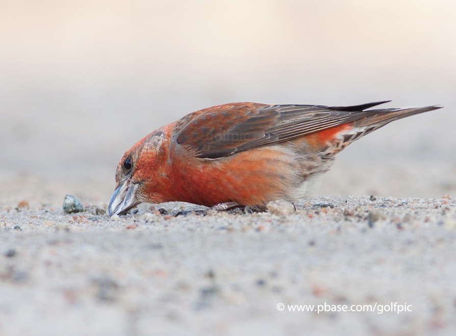 Red Crossbill (male)