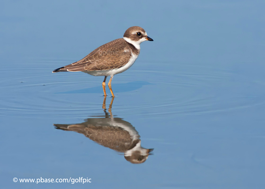 Reflections of a Semi-Palmated Plover 