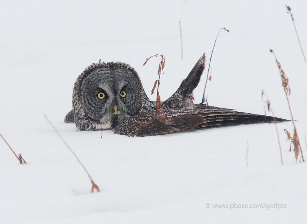 Great Gray Owl hunting