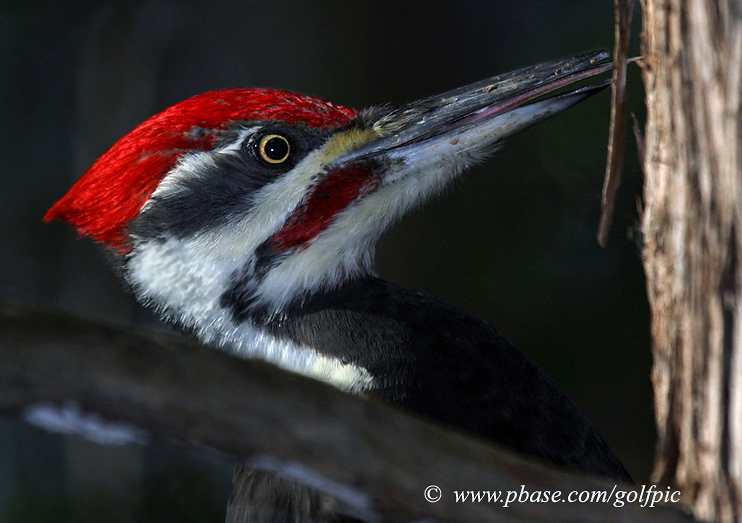 Pileated Woodpeckers Tongue