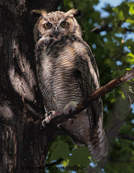 No Great Horned Owl nest for 2007