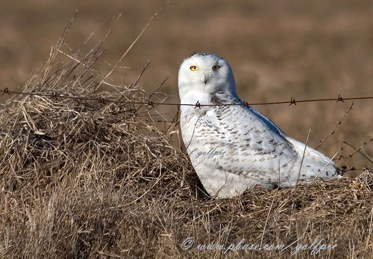 Snowy Owl