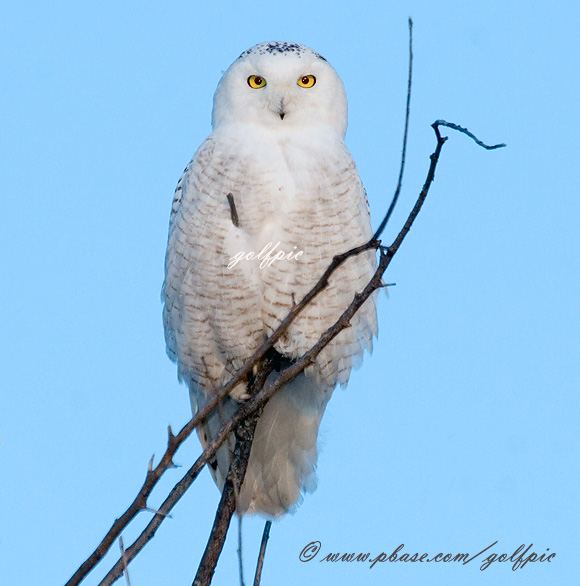 Snowy Owl