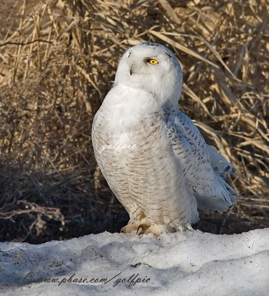 Snowy Owl