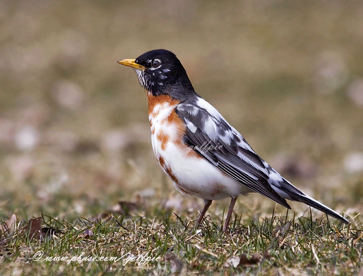 Robin (partial albino)