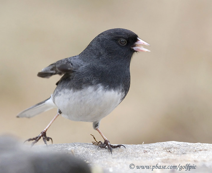 Dark-eyed Junco