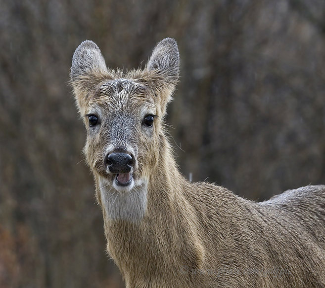 Deer in the rain