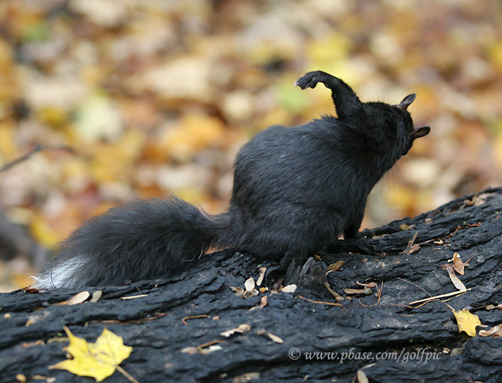 Kiss my squirrely b...........