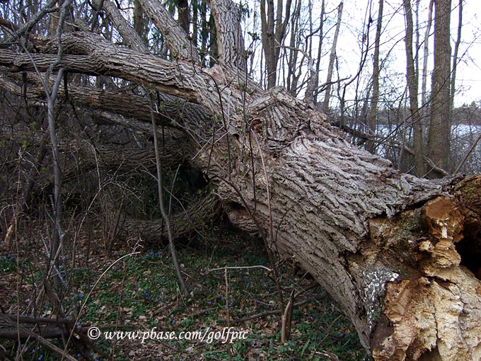 Large tree felled by strong winds on Monday
