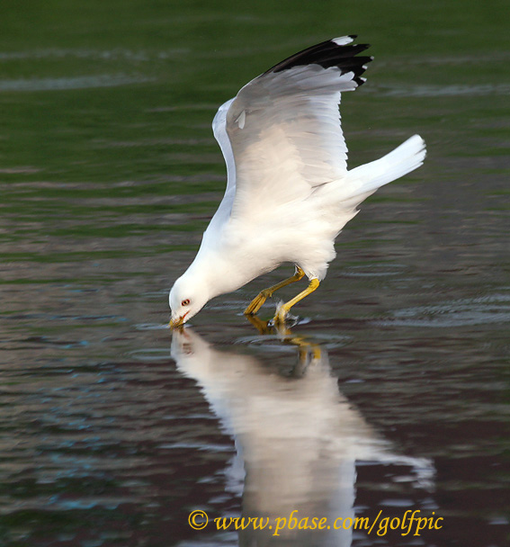 Ring-billed Gull dips into water