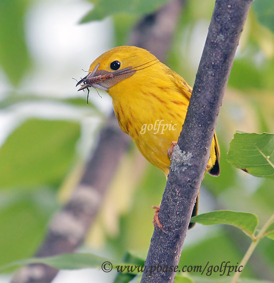 Yellow warbler with insect