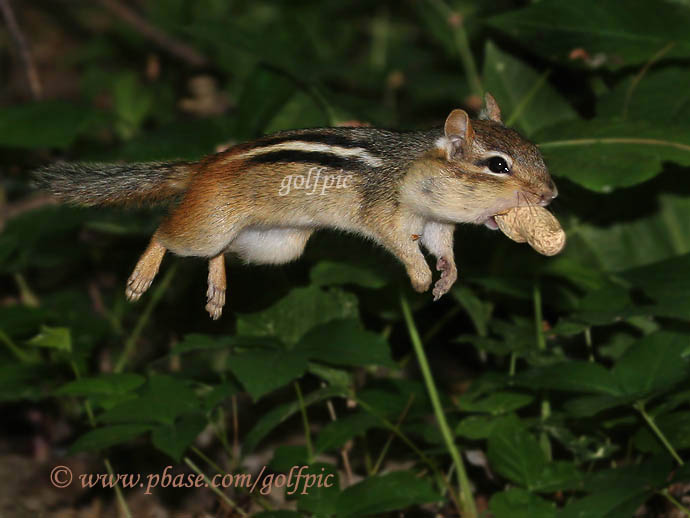 How fast can a peanut travel?