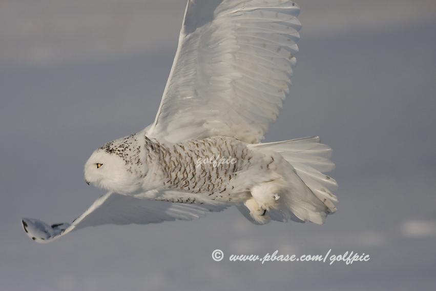 Snowy Owl