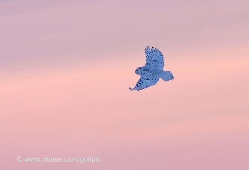 Snowy Owl