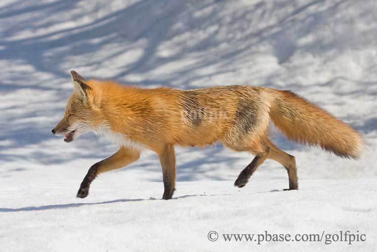 Fox Trot