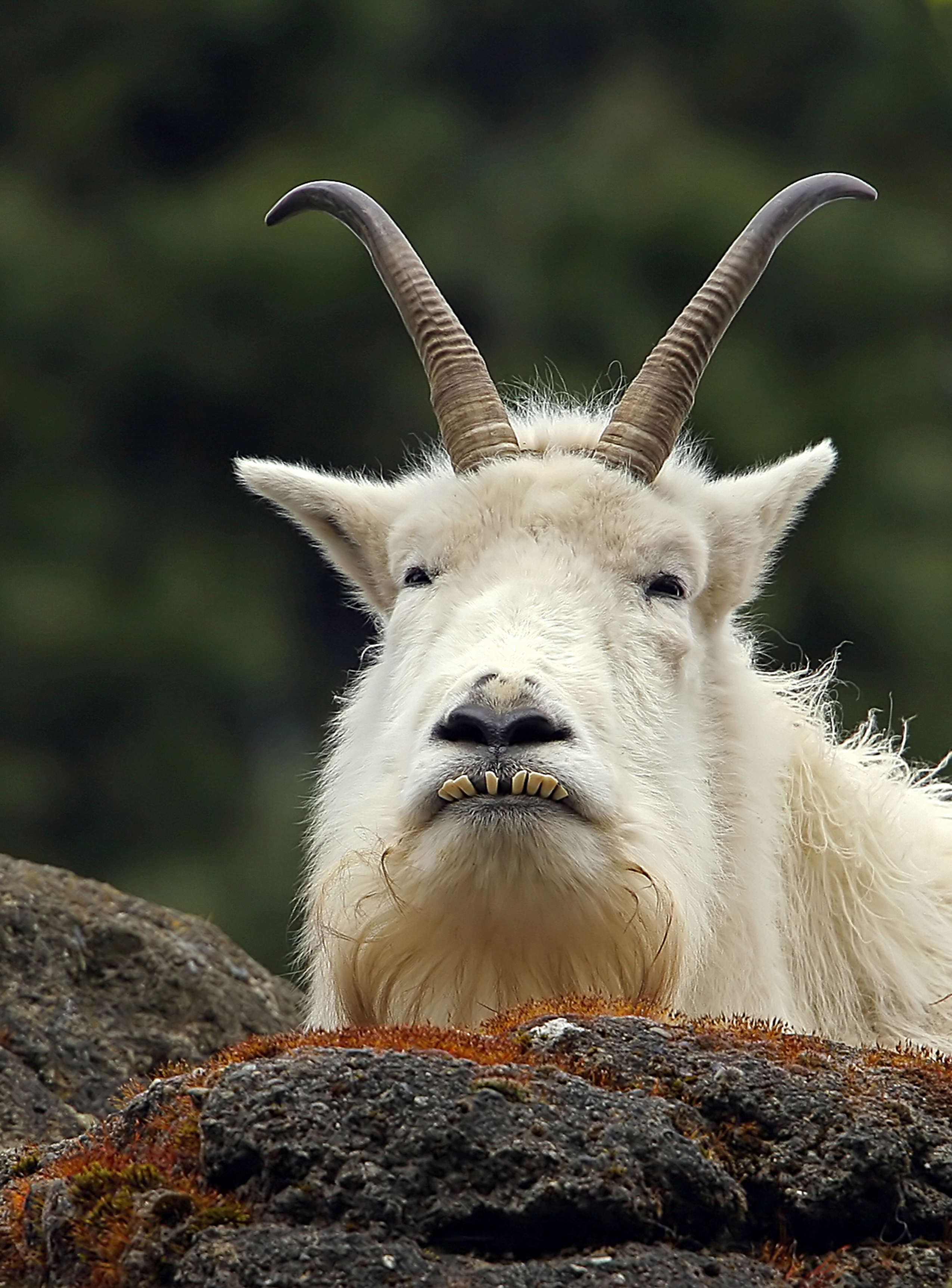 Mountain Goat