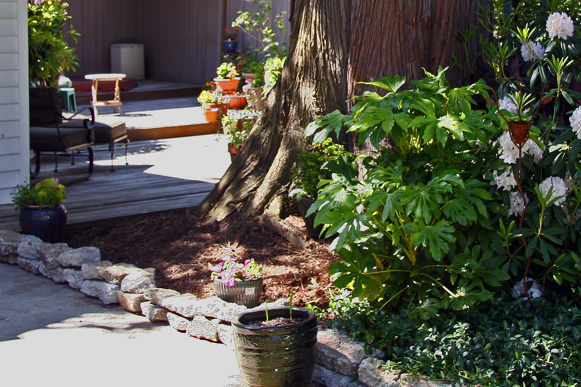 Backyard after