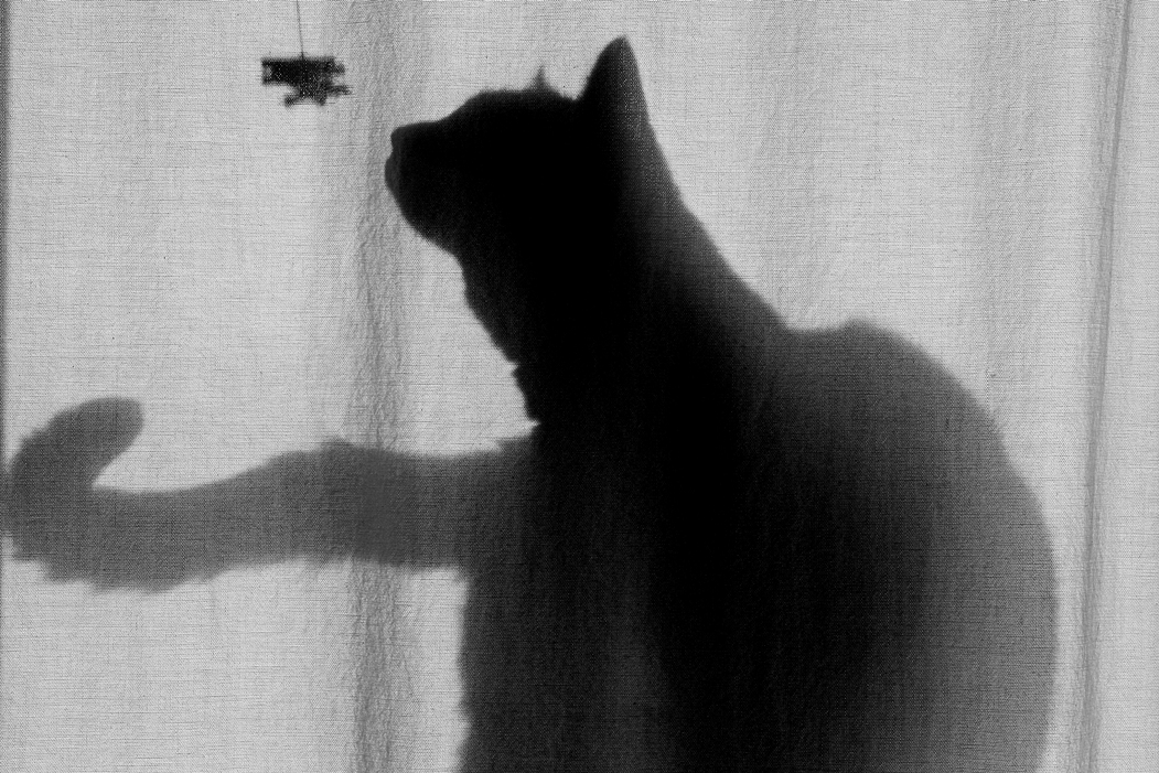 The Chase