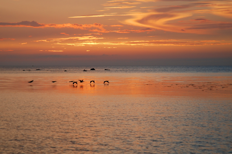 Cormorants