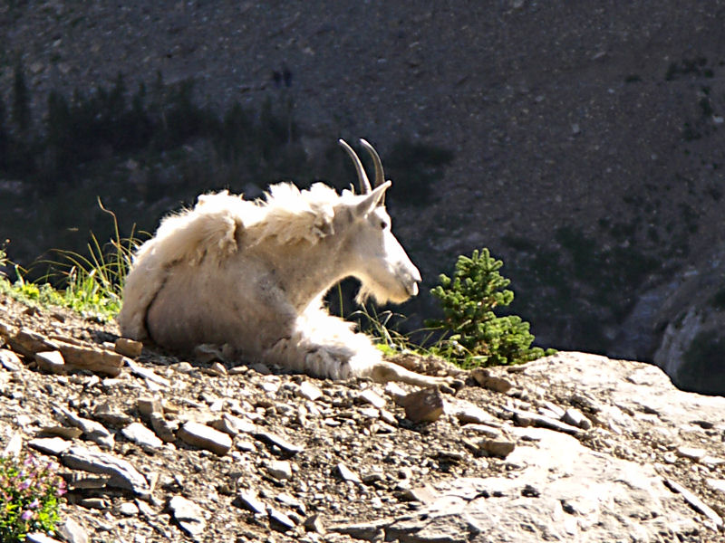 Mountain Goat taking a rest. TW.JPG