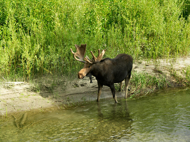 Bull Moose TWJPG