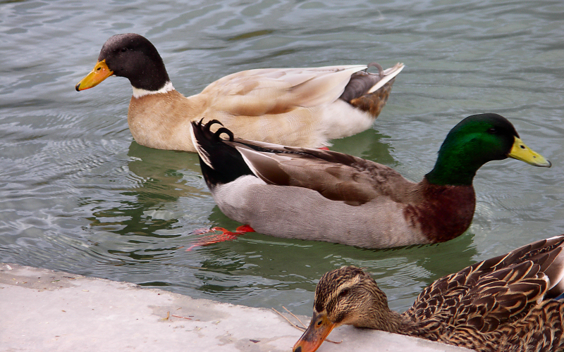 Ducks at Terribles RV Park, Pahrump, NV.   Phyllis.JPG