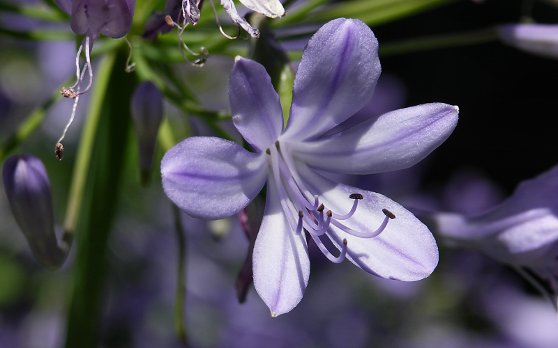 Flower4   Phyllis.JPG