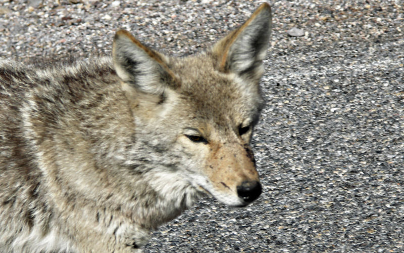 Wild Coyote in Death Valley Tom.jpg