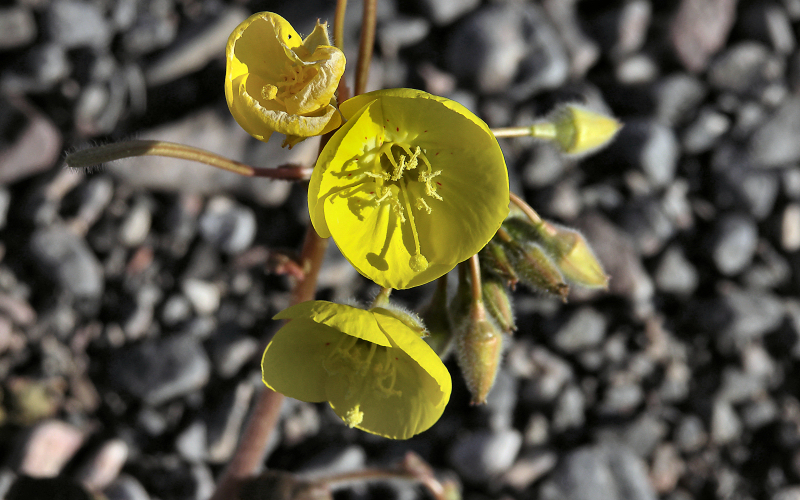 Yellow Flowers in Death Valley Phyllis