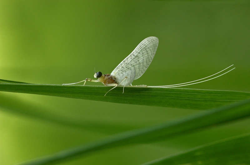 phmere / Mayfly