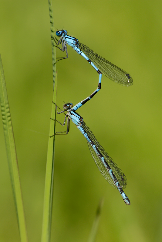 demoiselles - Damselflies