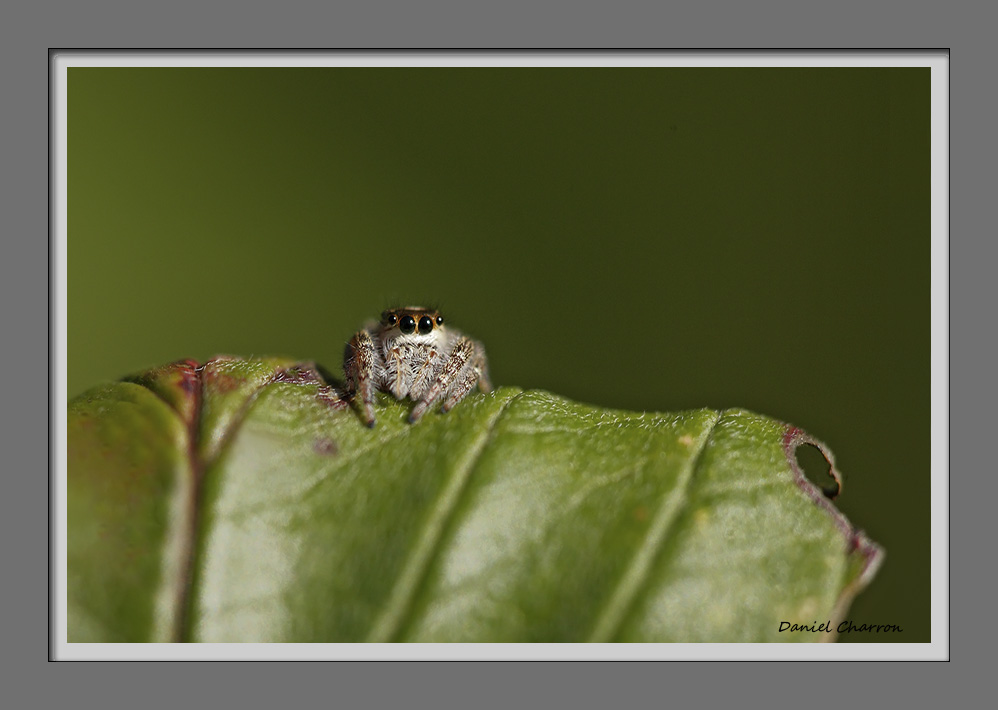 araigne sauteuse / Jumping Spiderg