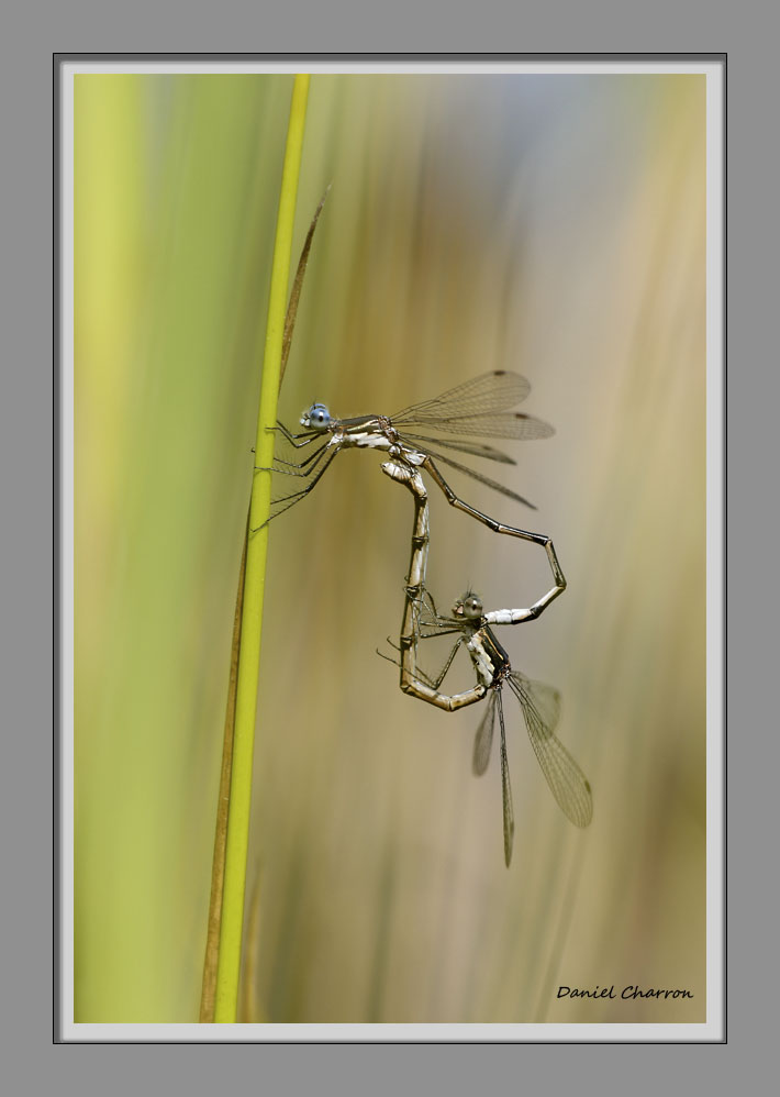 accouplement de demoiselles / damselflies copulating