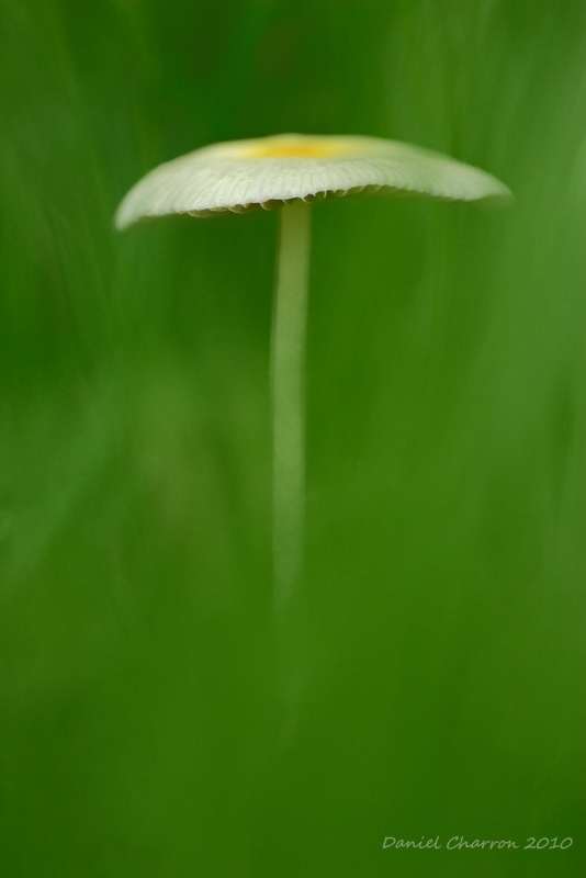 champignon / Mushroom