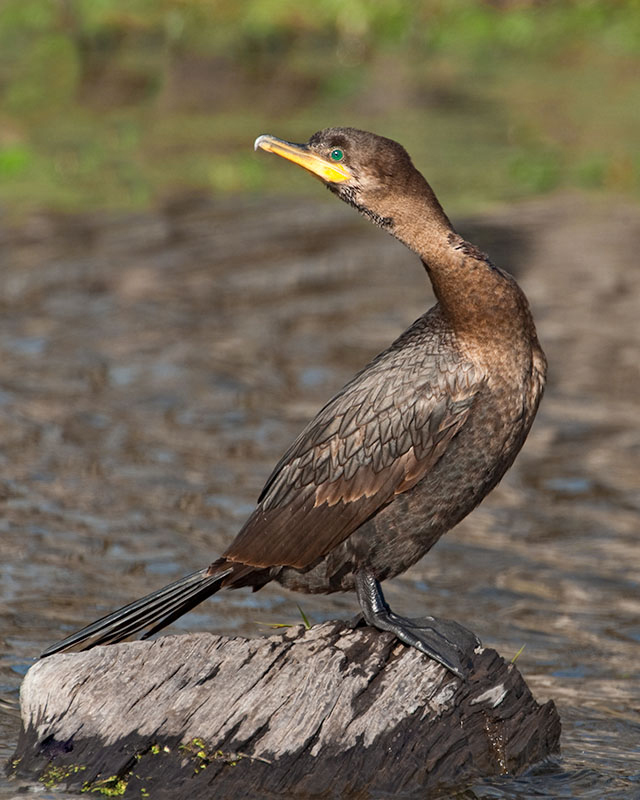 Cormorant
