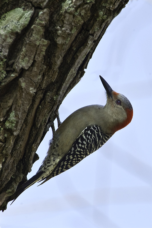 Female Red Bellied Woodpecker