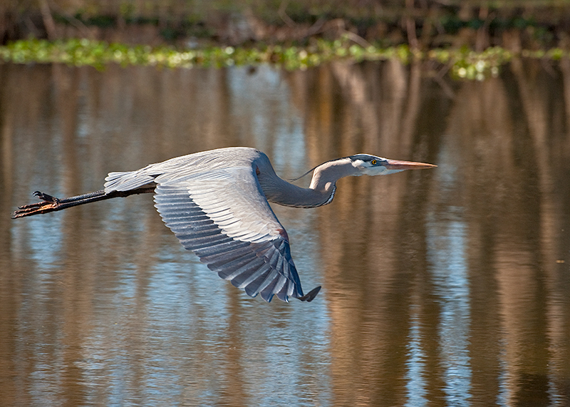 Great Blue Heron