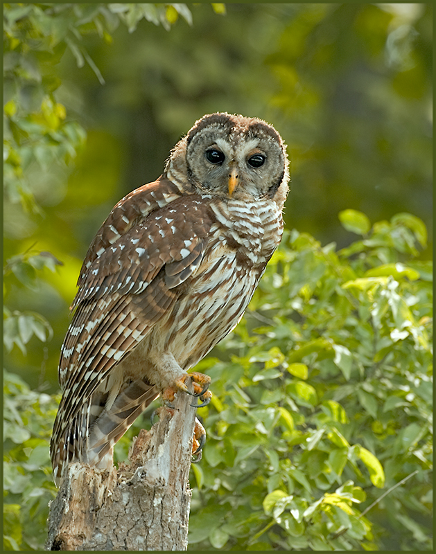 Barred Owl