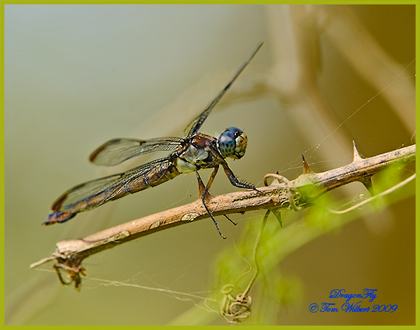 Dragonfly
