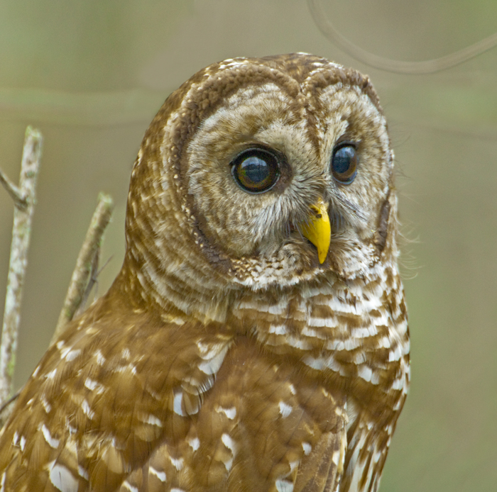 Barred Owl