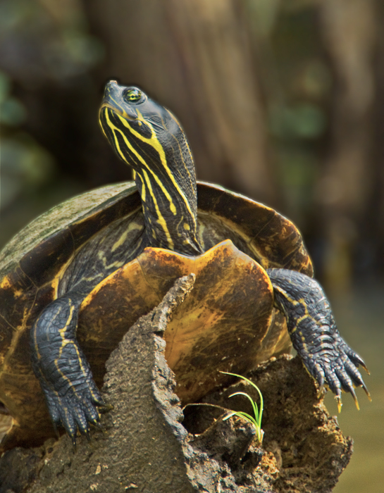  Turtle