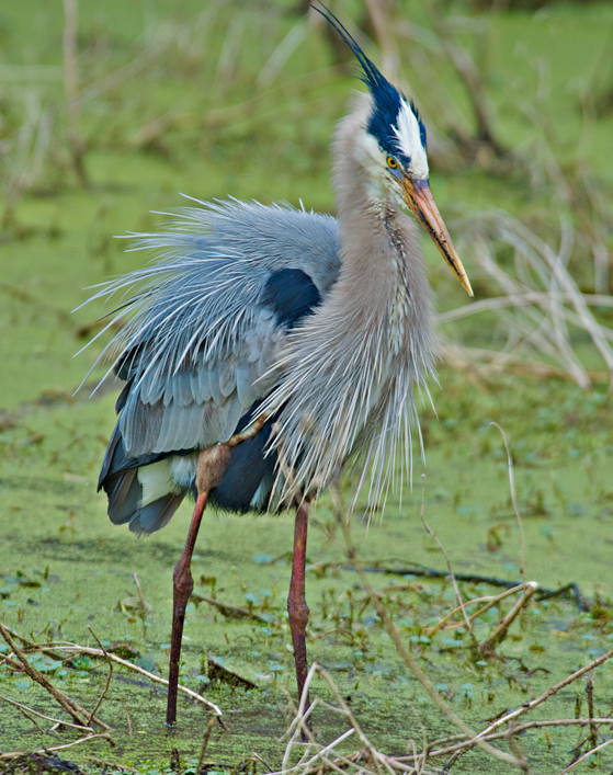 Great Blue Heron
