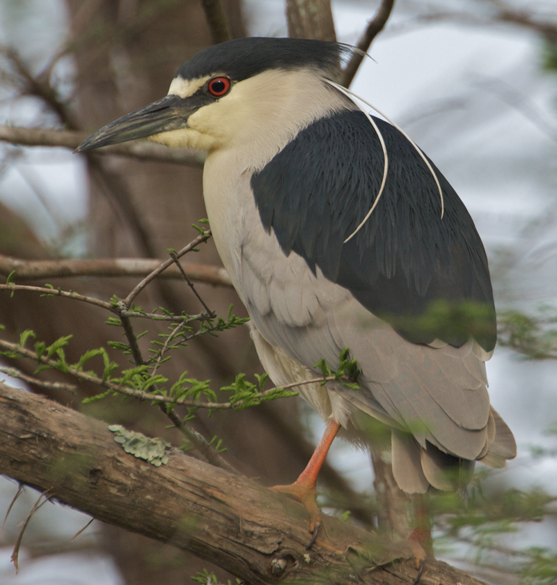 Black Crested Night Heron