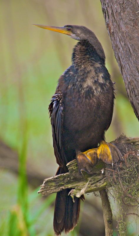 Anhinga