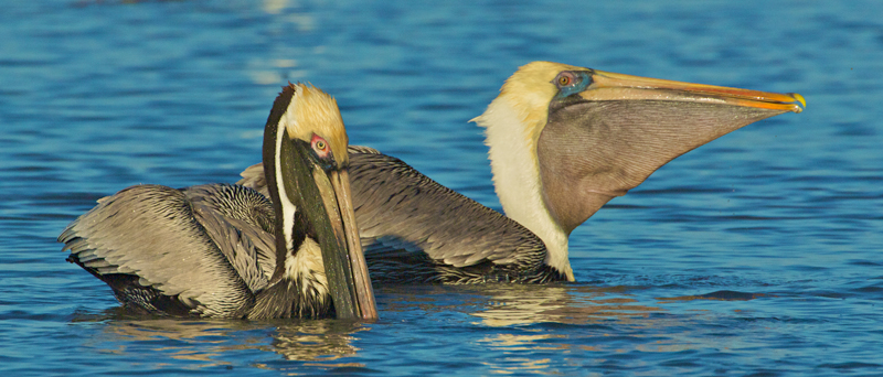 Brown Pelicans