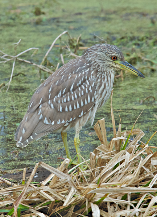 Black Crowned Night Heron