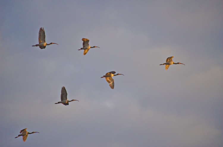 Ibis