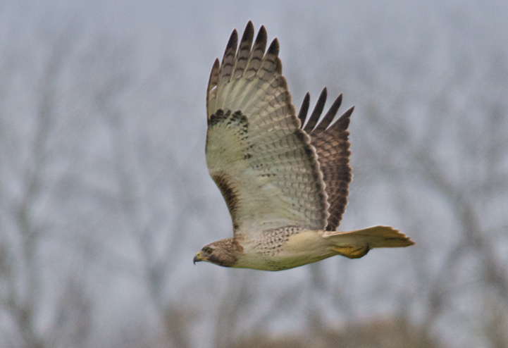 ....Hawk