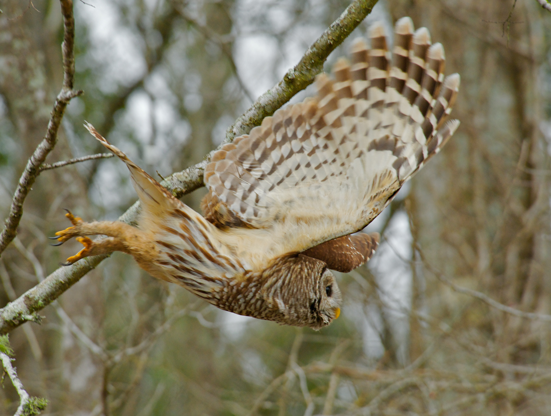 Barred Owl