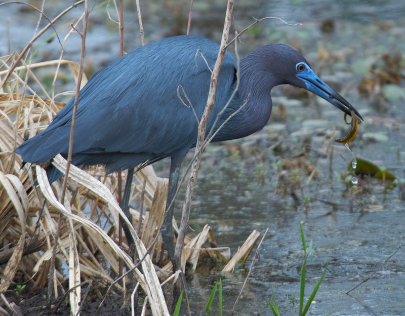 Little Blue Heron